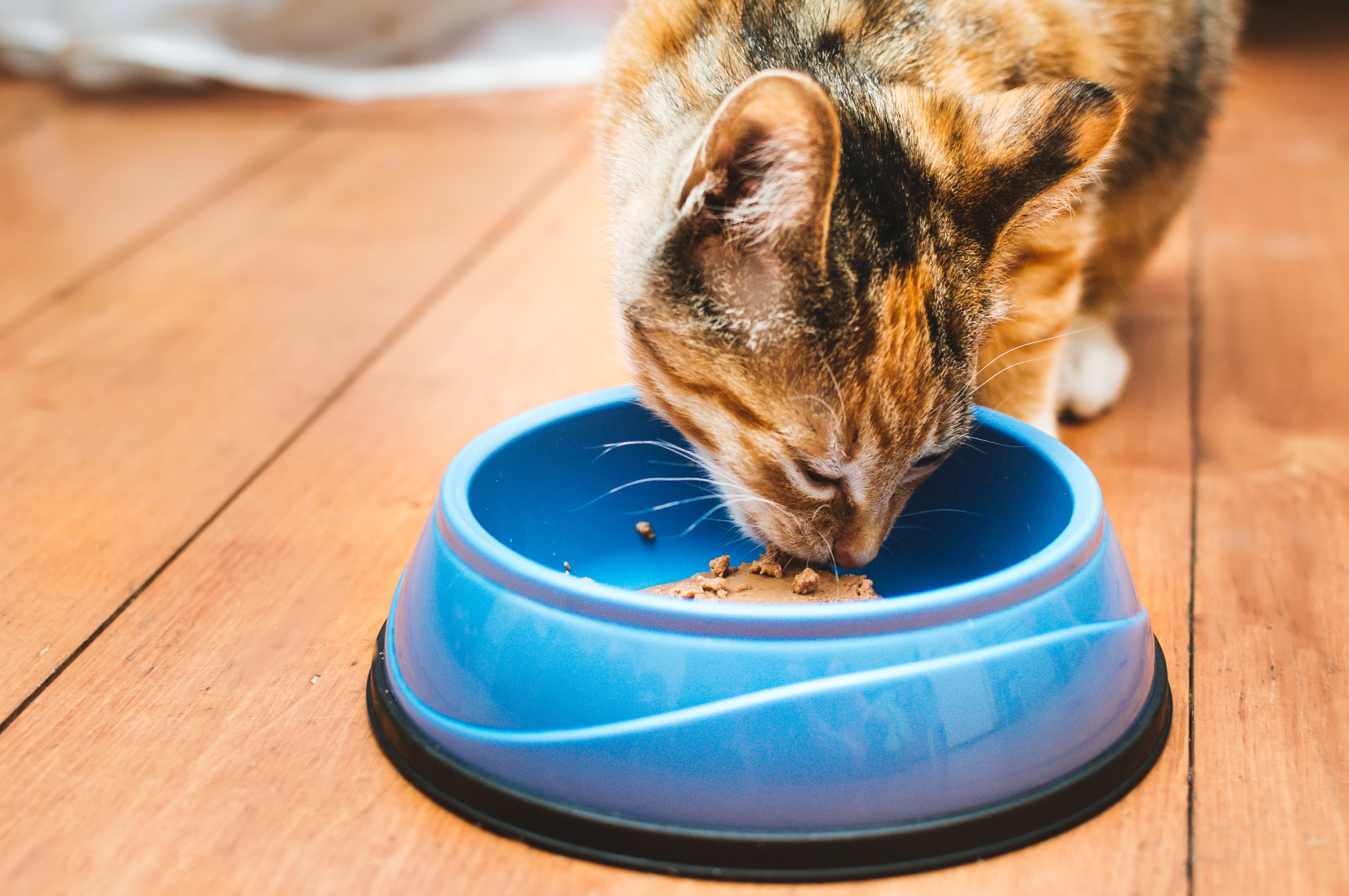 Tudi probiotik za mačko se danes najde na trgovskih policah