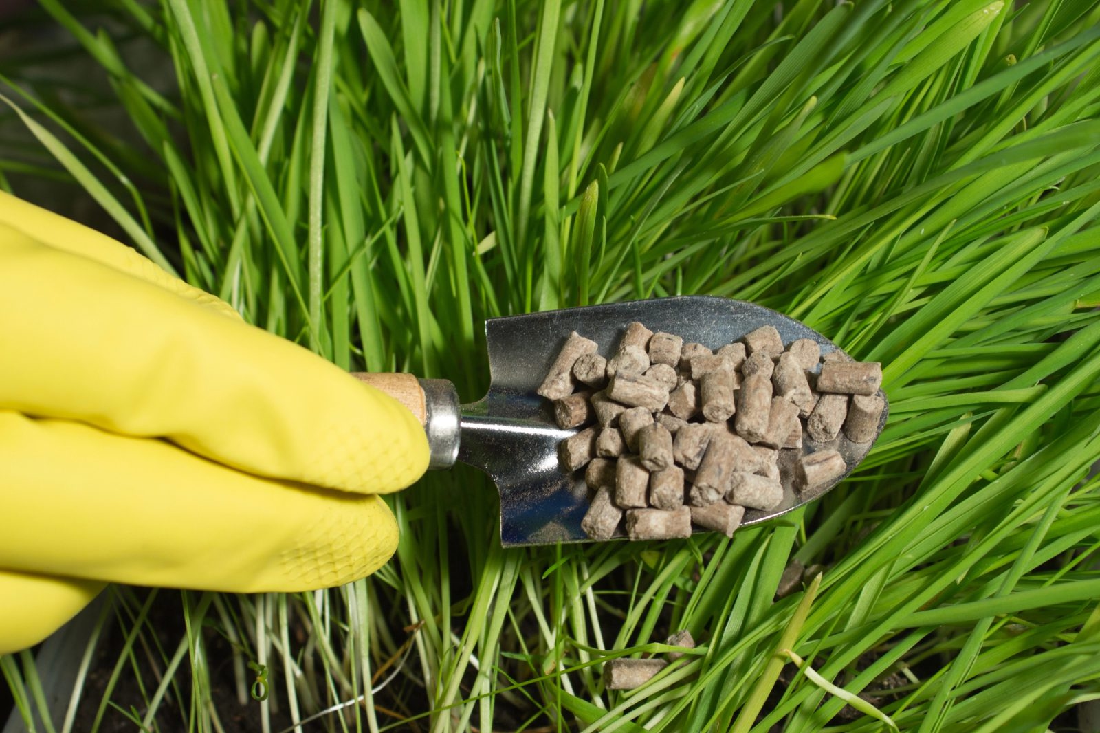 Gnojilo za travo mi je povrnilo tisto lepo zelenico